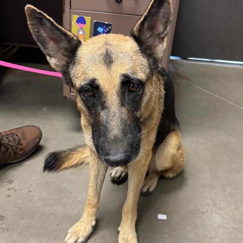 An adult large-sized female German Shepherd Dog dog named Zoey for adoption in Yuma, AZ