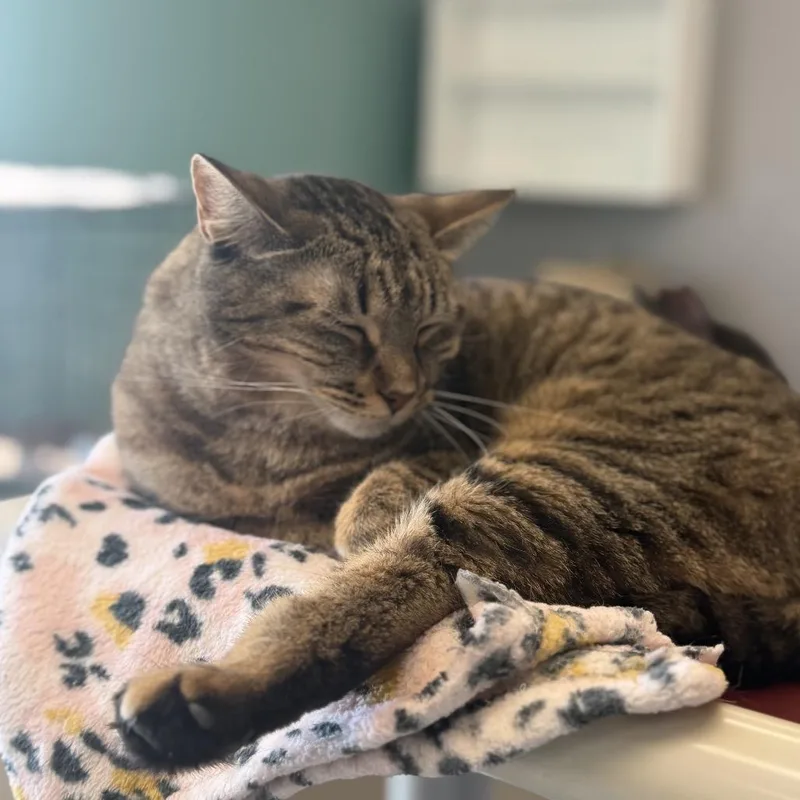 An adult medium-sized female Brown / Chocolate Domestic Short Hair cat named Princess for adoption in Hamburg, NY