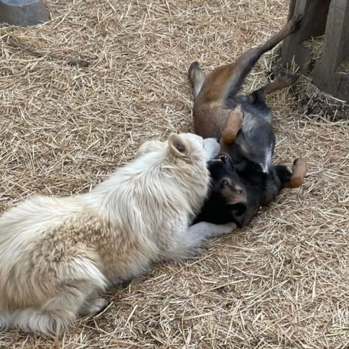 Don Juan thumbnail 4