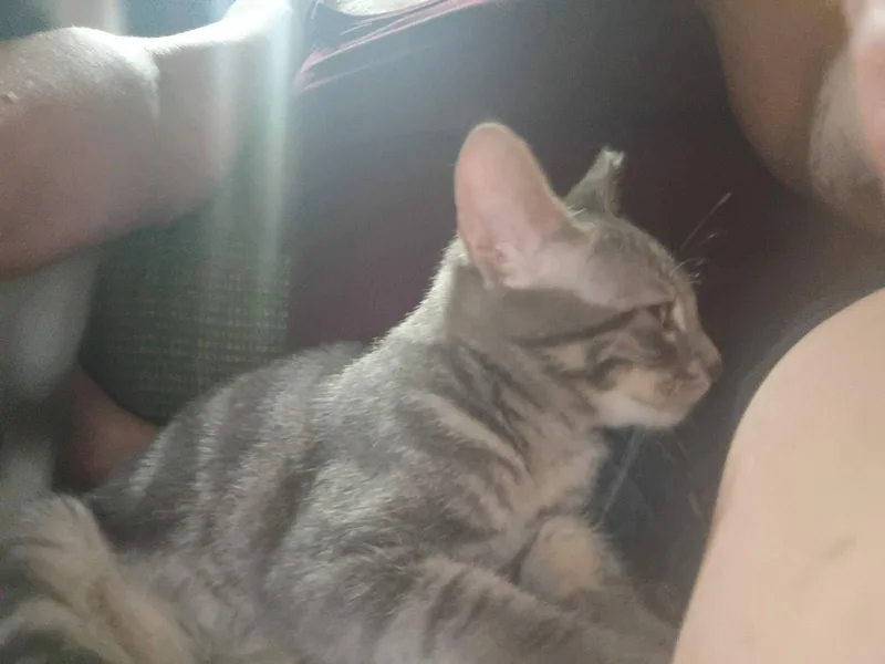 A baby medium-sized male Gray / Blue / Silver Domestic Short Hair cat named Puddy for adoption in Niles, MI
