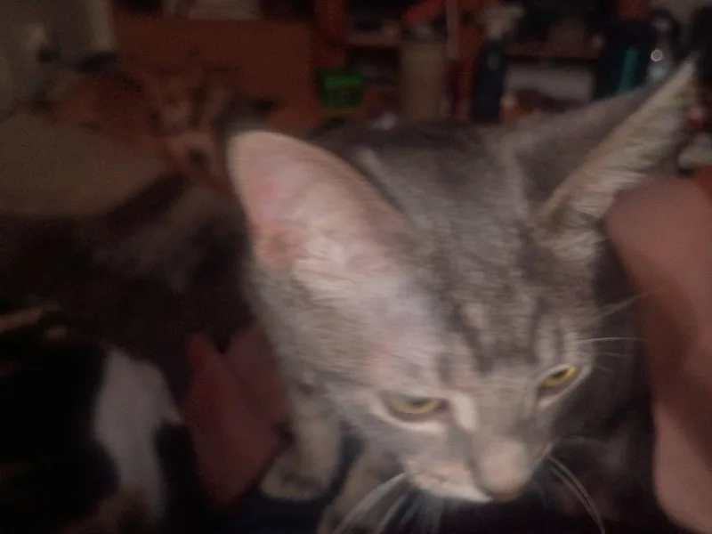 Puddy thumbnail 2