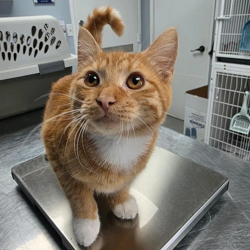 A baby medium-sized male Orange / Red Domestic Short Hair cat named Matt for adoption in Duncan, OK