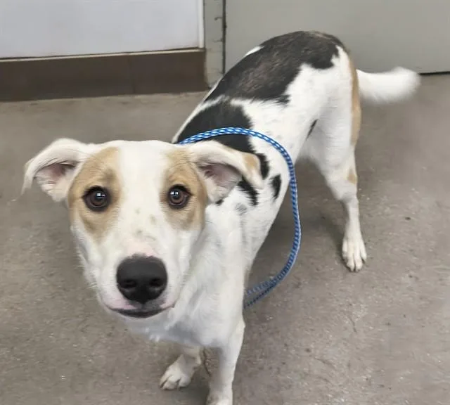 A young small-sized male Greater Swiss Mountain Dog dog named Garth for adoption in Tucson, AZ