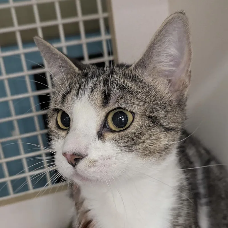 An adult small-sized female Gray / Blue / Silver Domestic Short Hair cat named Mabel for adoption in Ashland, VA