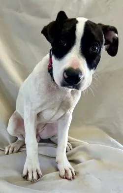 A baby medium-sized female Pit Bull Terrier dog named Maxine for adoption in West Memphis, AR