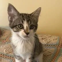 A baby small-sized male Brown / Chocolate Domestic Short Hair cat named Dimple for adoption in South Elgin, IL