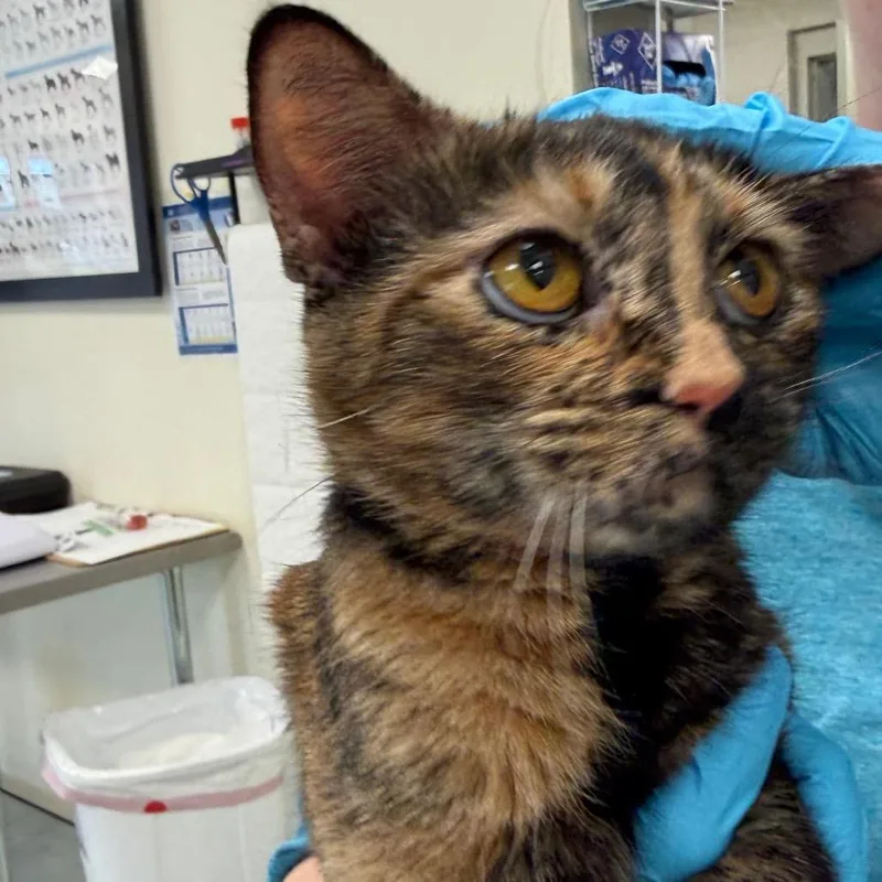 Queen Julie thumbnail 2