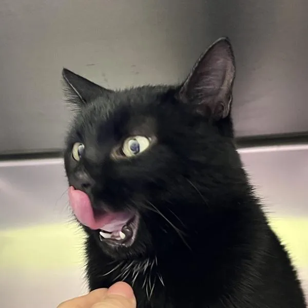 A young medium-sized male Domestic Short Hair cat named Nyxie for adoption in Sioux City, IA