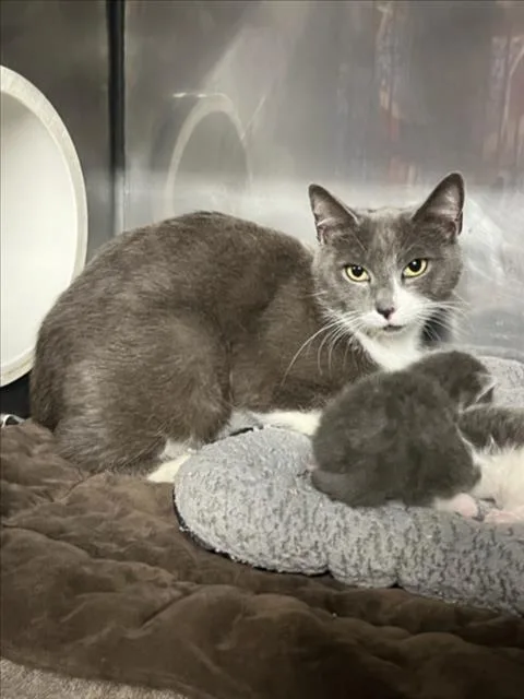 An adult medium-sized female Gray / Blue / Silver Domestic Short Hair cat named Venus for adoption in Woodland, CA