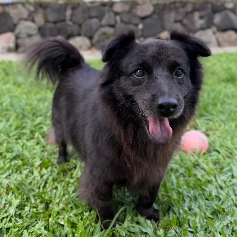 A senior medium-sized female Black Mixed Breed dog named Puna for adoption in Keaau, HI