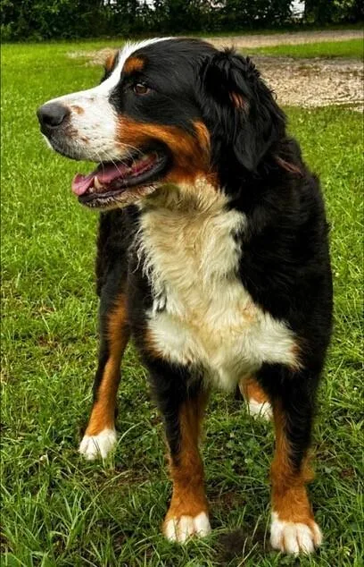 An adult large-sized female Tricolor (Brown, Black, & White) Bernese Mountain Dog dog named Bella for adoption in Washington, DC