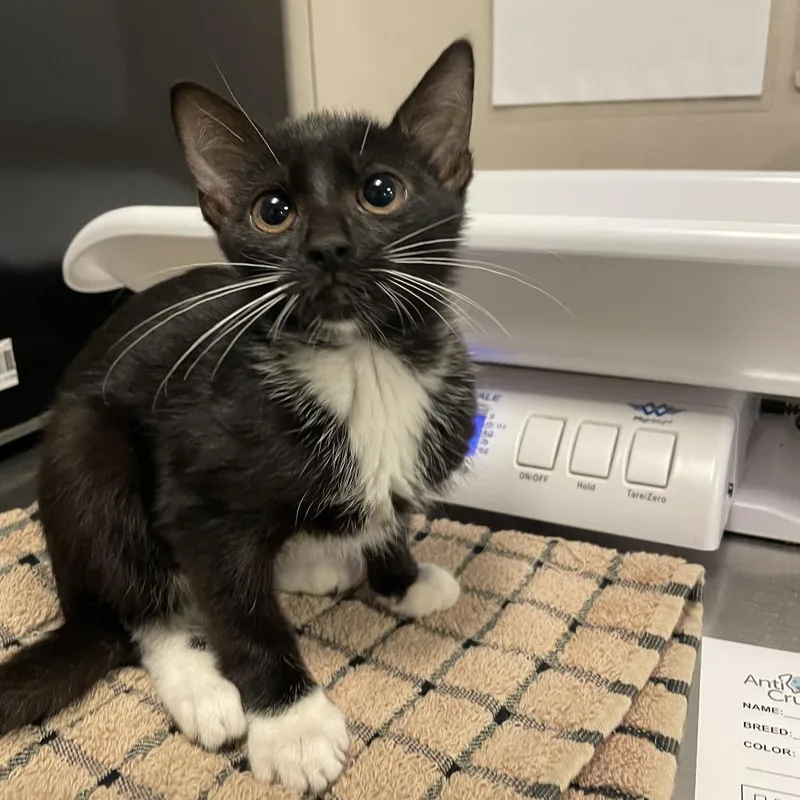A baby small-sized female Black Domestic Short Hair cat named Gerbil for adoption in Chicago, IL