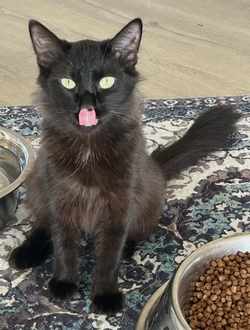 A young medium-sized female Domestic Medium Hair cat named Latifah for adoption in LAMPASAS, TX