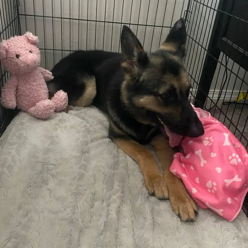 An adult medium-sized female Black German Shepherd Dog named Nala for adoption in Tulsa, OK