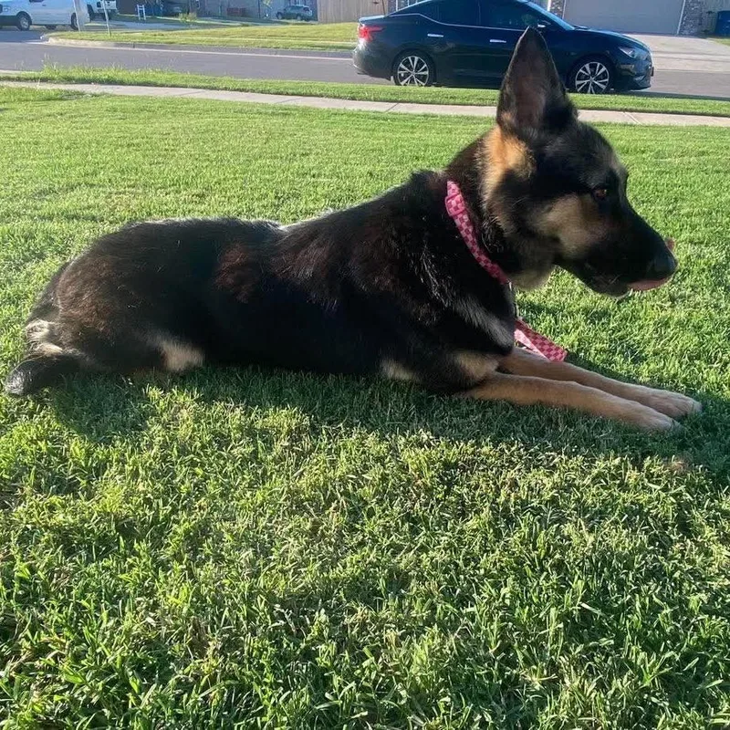 Nala thumbnail 3