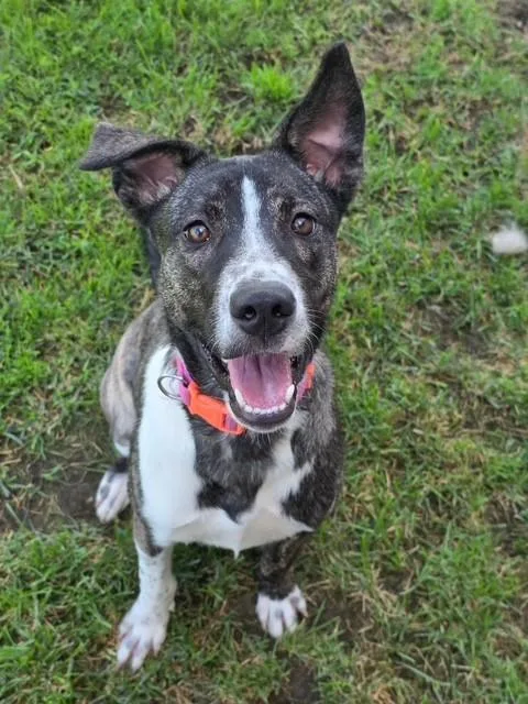 A young medium-sized female Brindle Tennessee Treeing Brindle dog named Zara for adoption in Manteca, CA