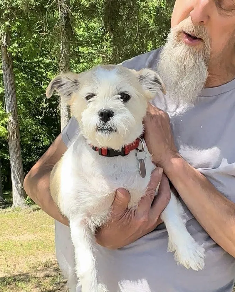 An adult small-sized female Mixed Breed dog named Sophie Jo for adoption in Thomasville, NC