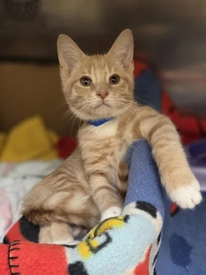 A baby small-sized male Domestic Short Hair cat named Shayne for adoption in Westland, MI