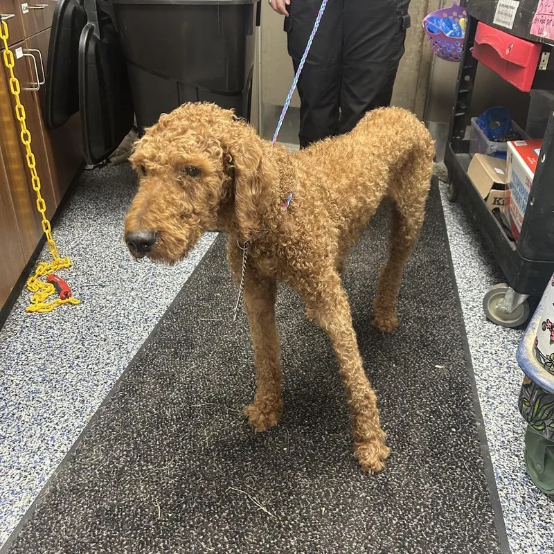 An adult medium-sized male Golden Retriever dog named Kfc for adoption in Binghamton, NY