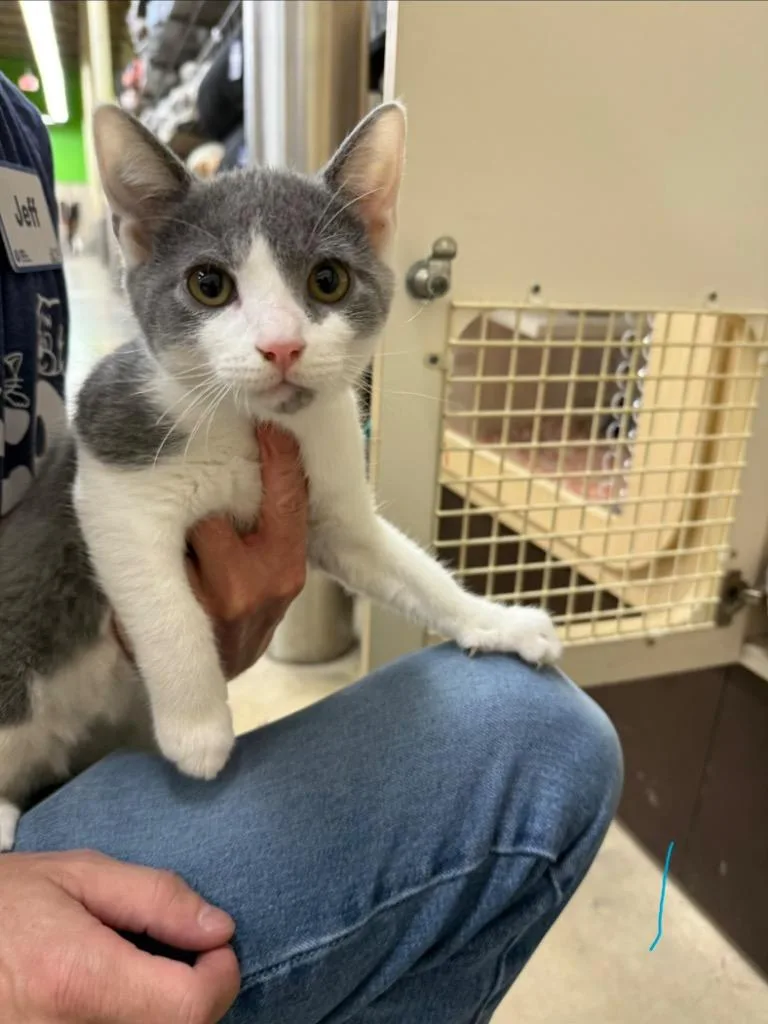 A baby small-sized male Domestic Short Hair cat named BigBoy for adoption in Tampa, FL