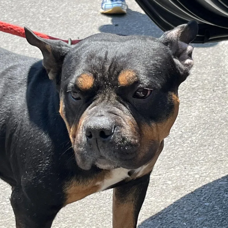 A baby medium-sized female Black Mixed Breed dog named Heidi for adoption in Newark, NJ