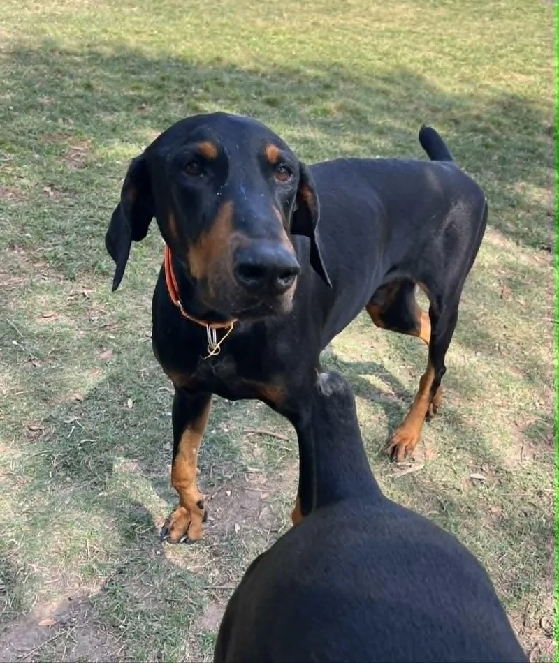 An adult large-sized male Black Doberman Pinscher dog named George Nyx The Great for adoption in Pearland, TX