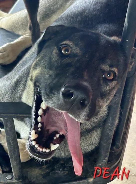 Dean Tollie thumbnail 3