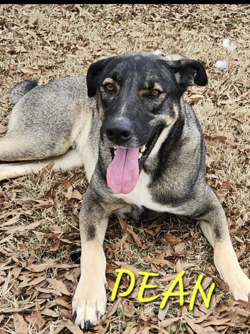 Dean Tollie thumbnail 4