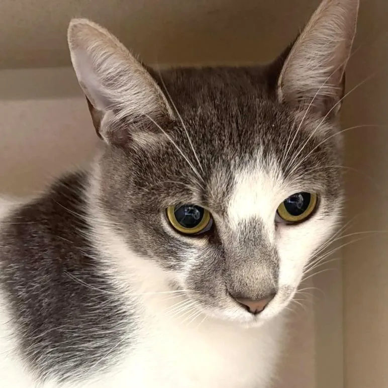 A young medium-sized male Brown / Chocolate Domestic Short Hair cat named Cow Cat Jr. for adoption in Gloucester, VA