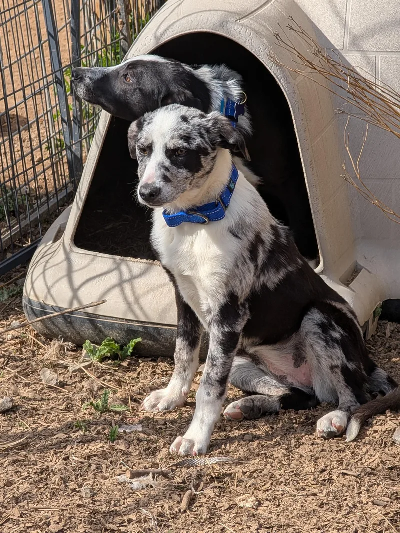A young medium-sized female Gray / Blue / Silver Border Collie dog named Halo for adoption in COEUR D ALENE, ID