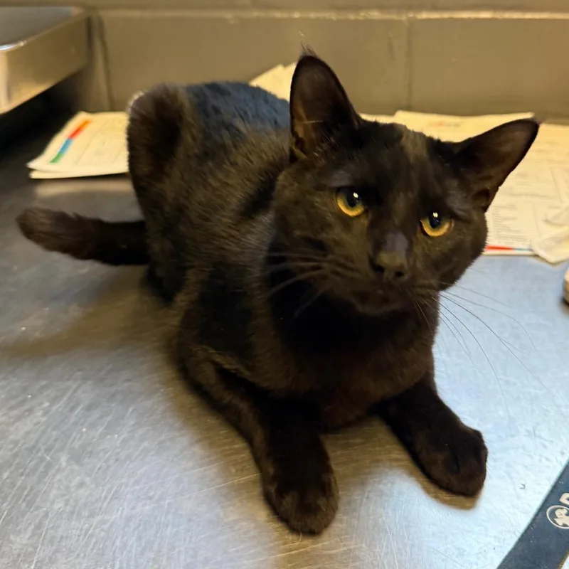 A young medium-sized male Black Domestic Short Hair cat named TUSCStray for adoption in Tuscaloosa, AL