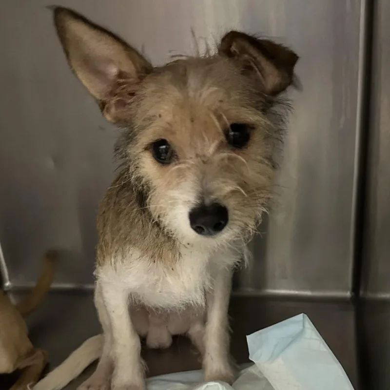A young small-sized male Chihuahua dog named Oliver for adoption in Corbin, KY