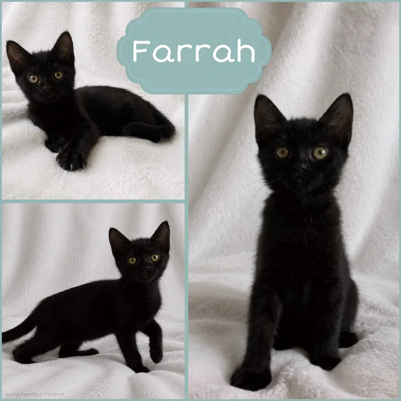 A baby medium-sized female Black Domestic Short Hair cat named Farrah for adoption in Oakley, CA