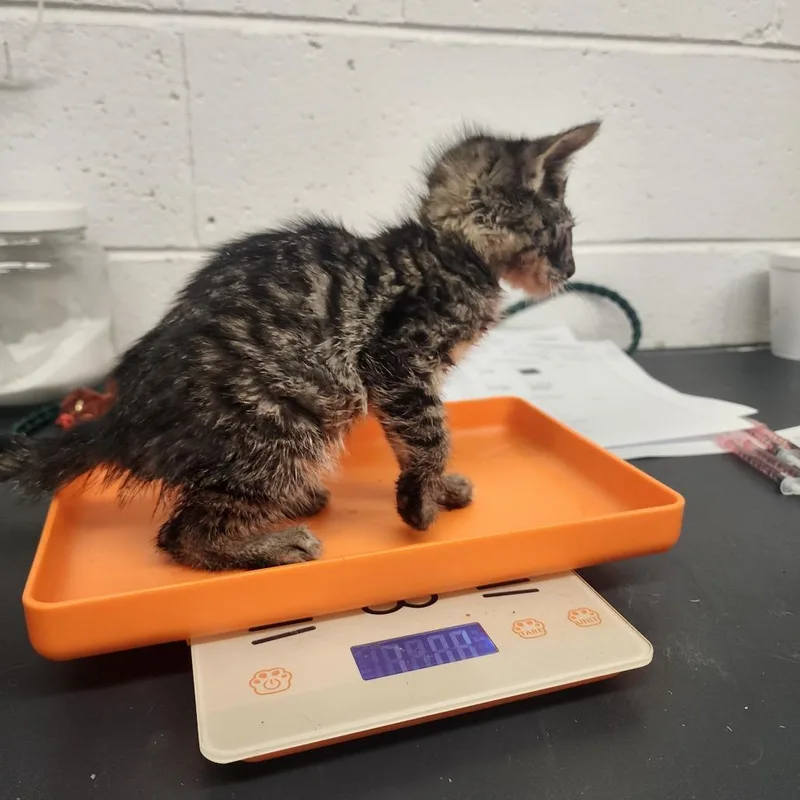 A baby small-sized female Black Domestic Short Hair cat named Tatiana for adoption in Evensville, TN