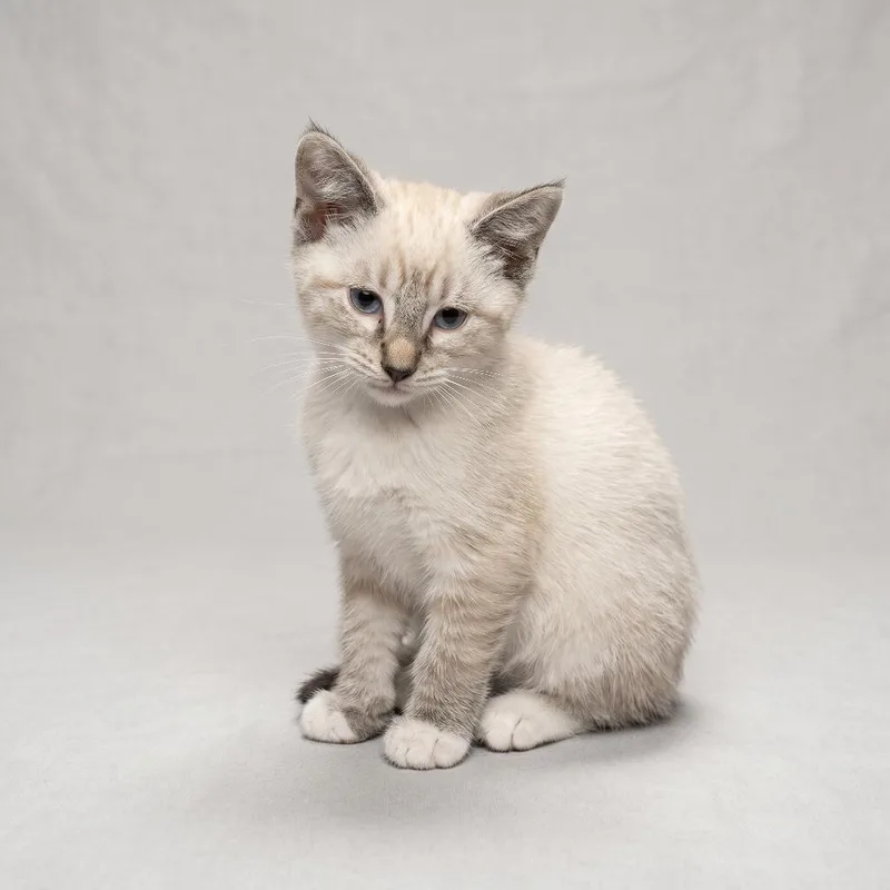 A baby small-sized male Gray / Blue / Silver Domestic Short Hair cat named Pluto for adoption in Springfield, OH