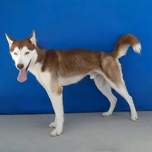 An adult medium-sized male Red / Chestnut / Orange Husky dog named Creed for adoption in San Gabriel, CA