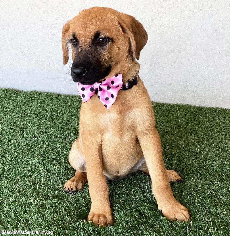 A baby medium-sized female Yellow / Tan / Blond / Fawn German Shepherd Dog dog named Mindy for adoption in San Diego, CA