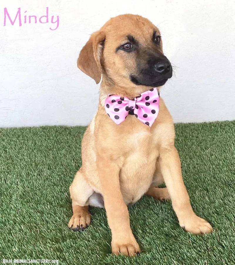 Mindy thumbnail 2
