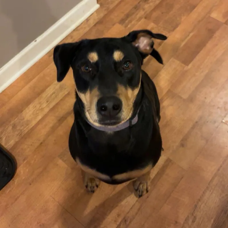 An adult large-sized male Black Mixed Breed dog named Pickle for adoption in Conway, NH