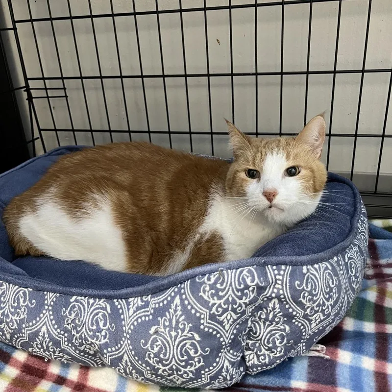 A senior small-sized male Orange / Red Domestic Short Hair cat named Twang for adoption in Detroit Lakes, MN