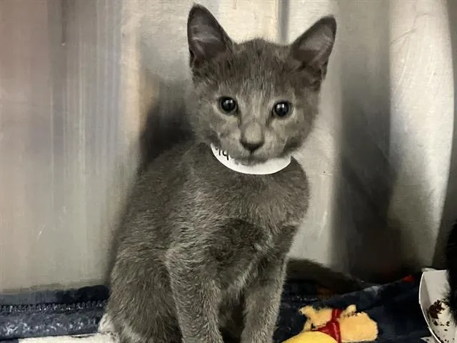 A baby small-sized male Domestic Short Hair cat named Pizzazz for adoption in Tustin, CA