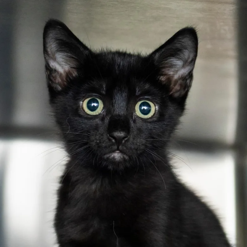 A baby small-sized male Black Domestic Short Hair cat named Zeus for adoption in Middletown, RI