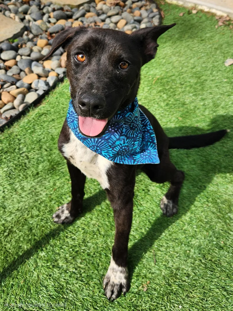A young medium-sized male Pointer dog named Rico for adoption in Pelzer, SC