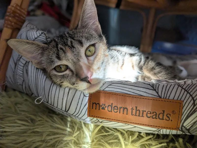 A young small-sized female Calico Tabby cat named Missy for adoption in Burbank, CA