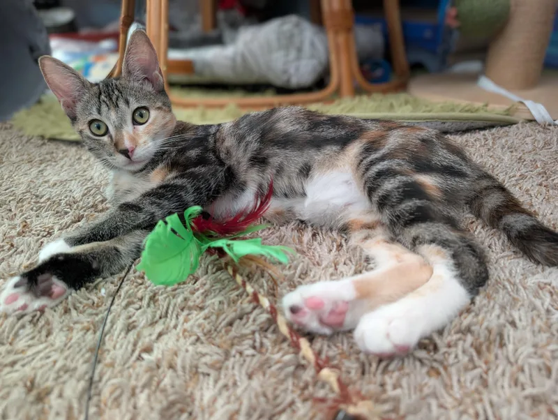 Missy thumbnail 2