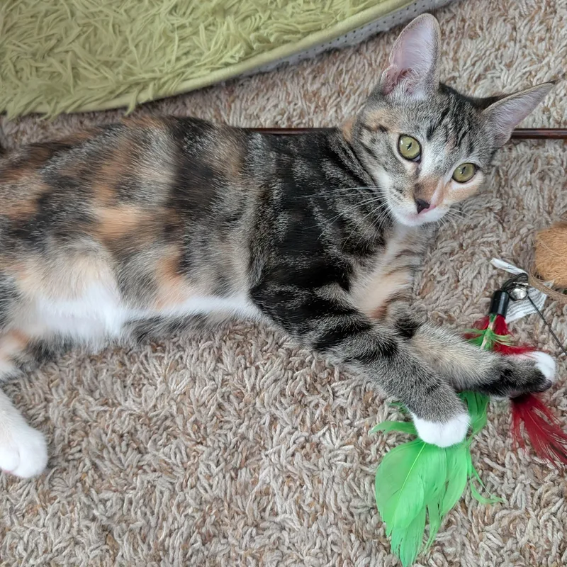 Missy thumbnail 3
