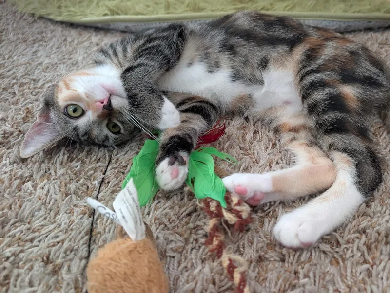 Missy thumbnail 4