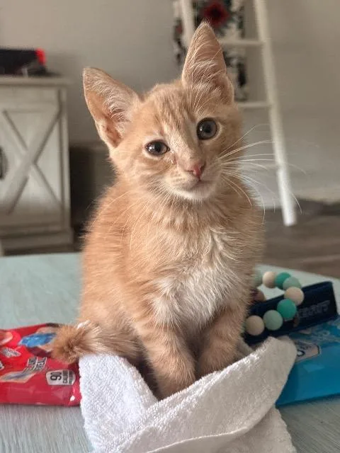 A baby small-sized male Domestic Short Hair cat named Nixon for adoption in New Braunfels, TX