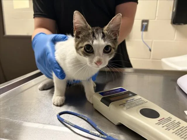 A baby small-sized female Domestic Short Hair cat named Gooey for adoption in Chapel Hill, NC