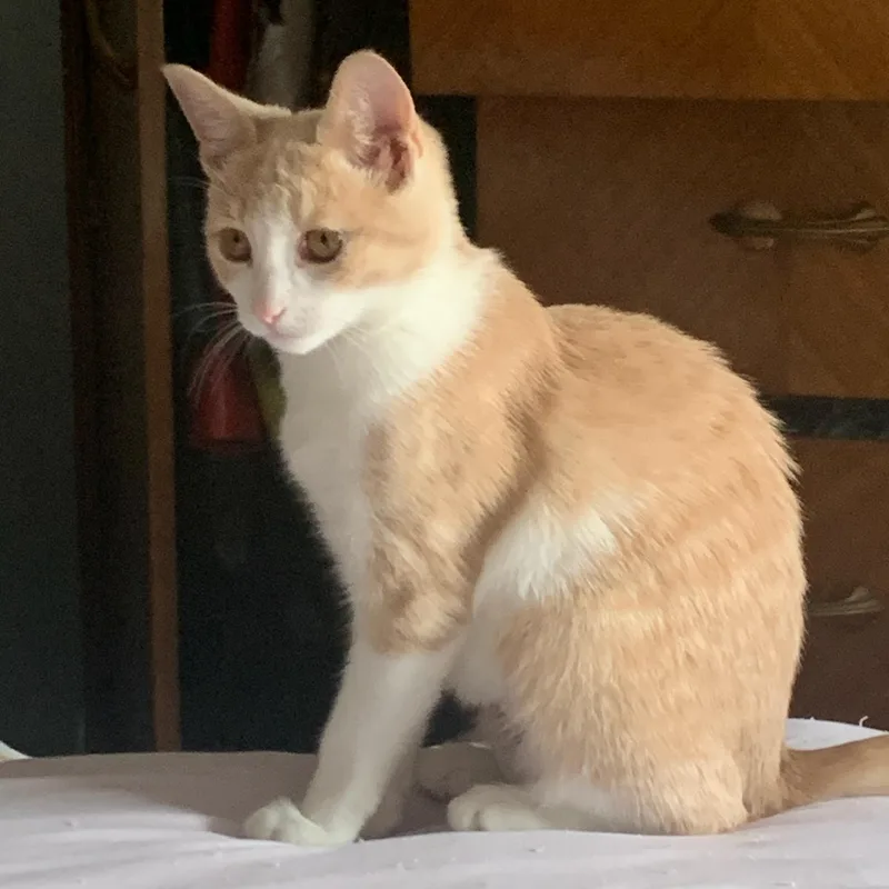 A baby medium-sized male Buff & White Domestic Short Hair cat named Squirt for adoption in Temple, PA